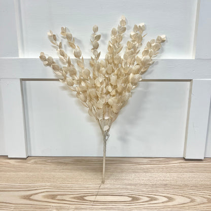 Cream Eucalyptus Bundle