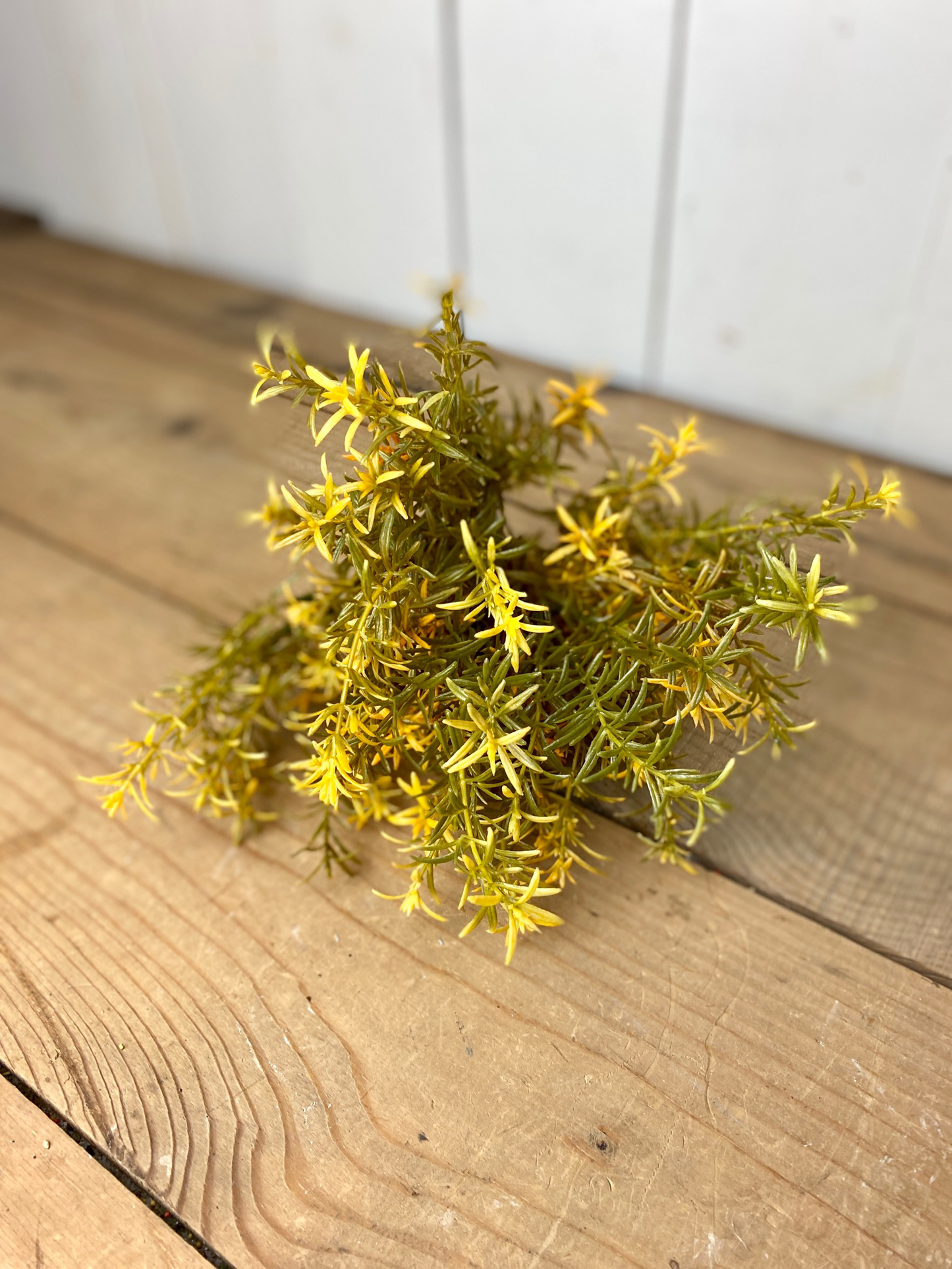 Harvest Rosemary Bush