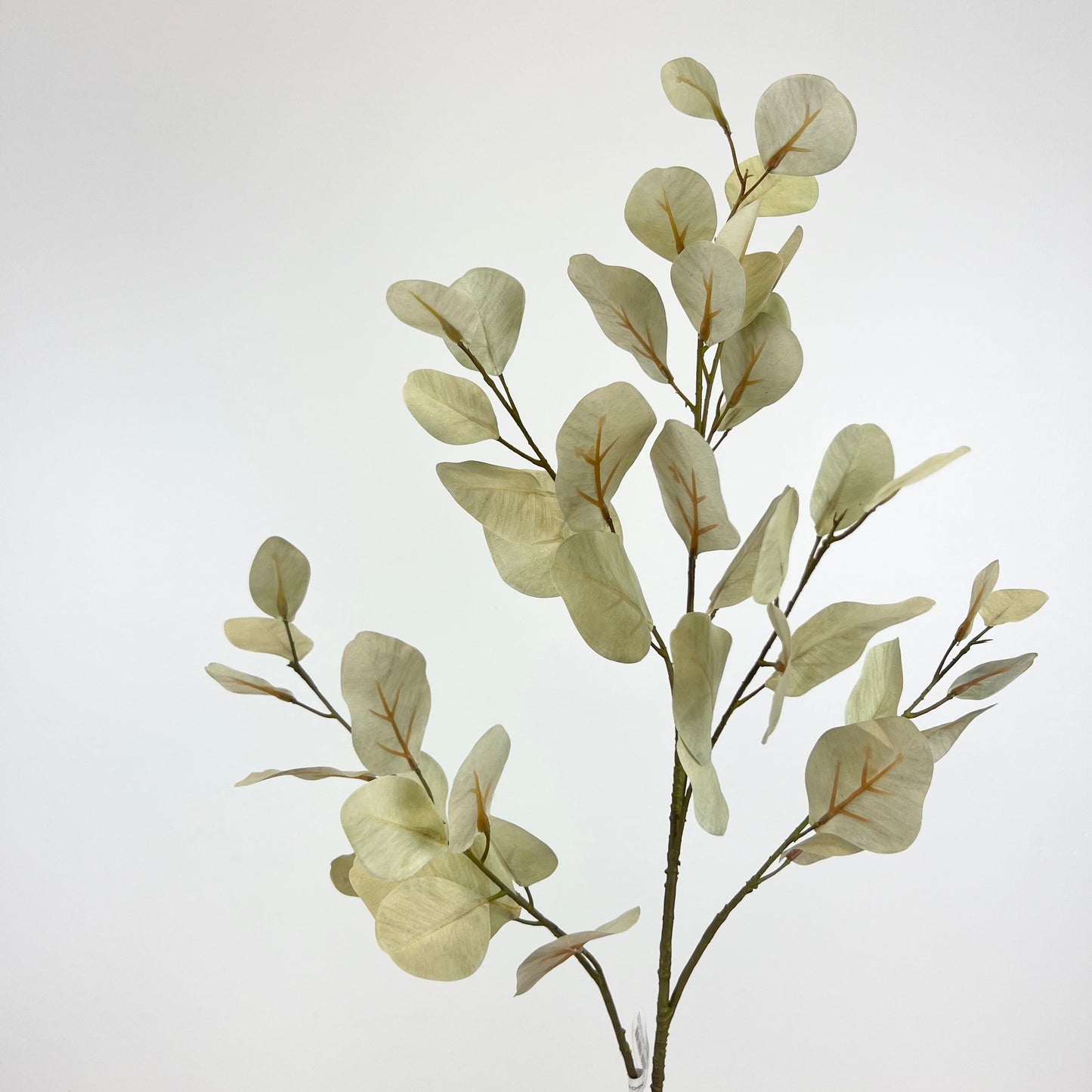 Light Green Silver Dollar Eucalyptus Spray