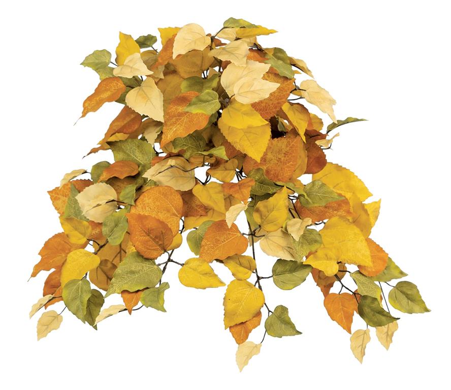 Witch Hazel Leaf Bush/Vine