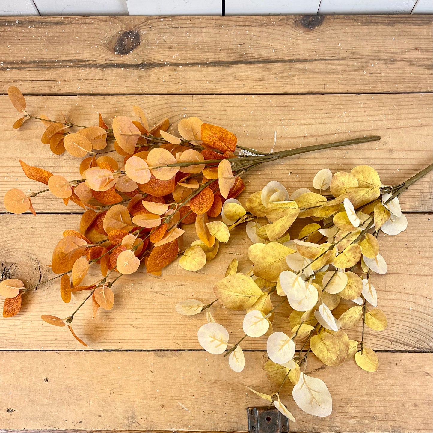 Autumn Eucalyptus Bush