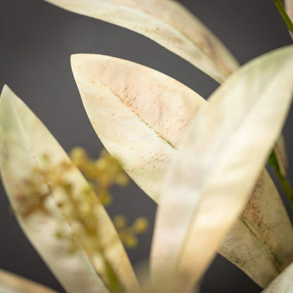 Leaf Seed Spray - 3 Colors